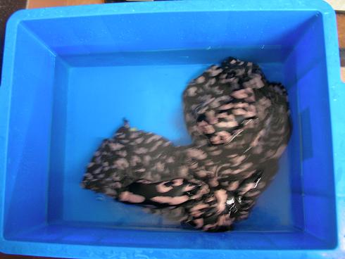 漬け込み