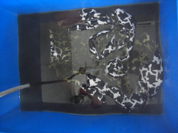 水への漬け込み